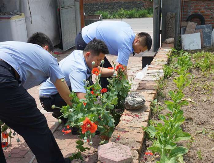 民警拔罂粟原植物