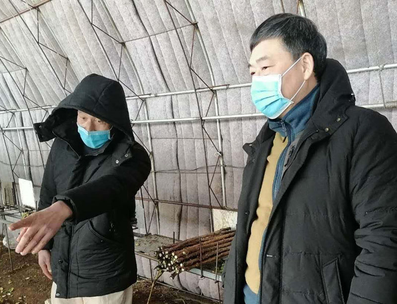 孙秀彬向杨奎山（右）汇报山野菜种植情况