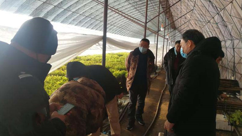 杨奎山(右一)在山野菜大棚中调研