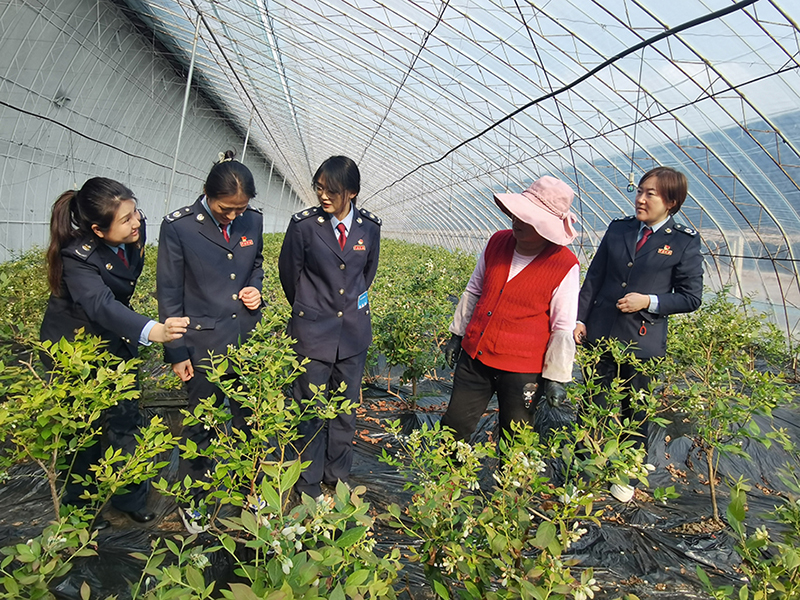 丹东市振安区税务局税务人员走进农产品种植农场宣传税政