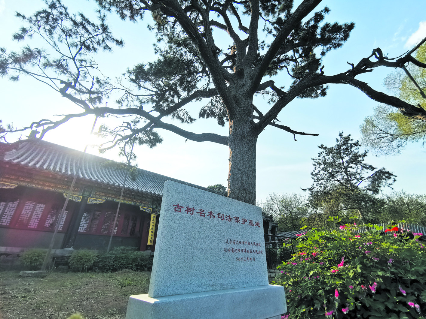 “古树名木司法保护基地”石碑立在古松边。