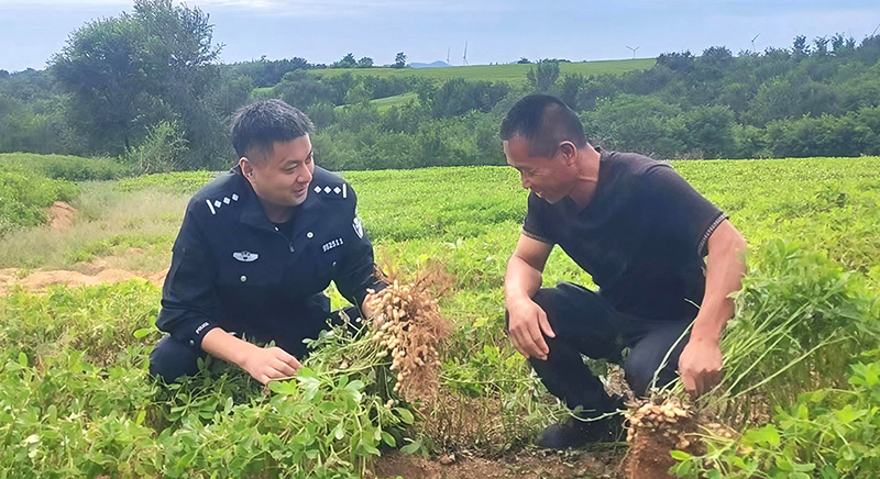 所长曲传跃与农民在花生地里聊收成