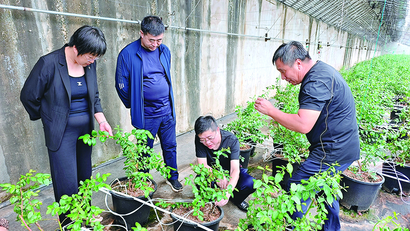 “法律明白人”到蓝莓种植企业进行普法宣传 (1)
