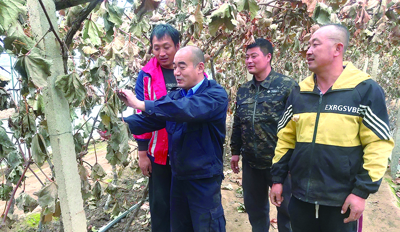 申广业(左二)组织村里技术骨干对葡萄树秋季修剪开展交流