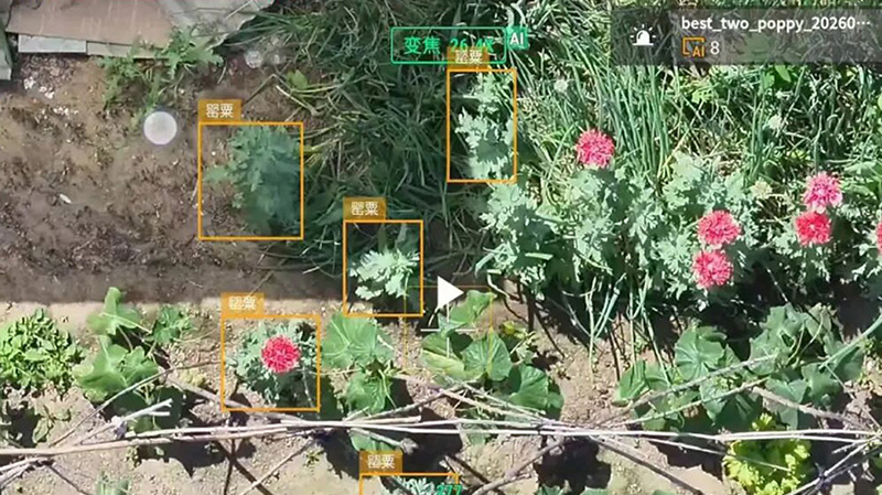 头题图，无人机传输的非法种植的罂粟画面（受访者提供）
